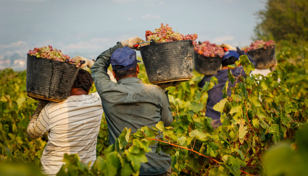 Bonus Euro Braccianti Agricoli Nessuna Domanda E Pagamento A