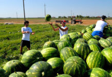 Pagamento Bonus 100 euro su Disoccupazione Agricola: le 3 date di luglio 2022 braccianti-agricoli
