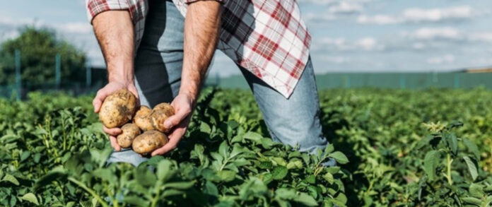 Agricoli
