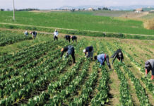 agricoli braccianti
