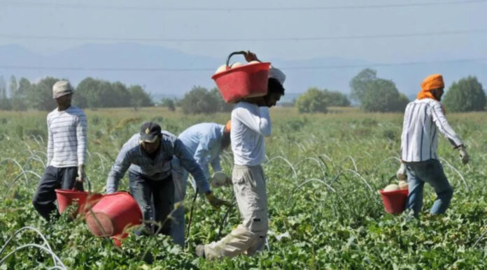 Agricoli