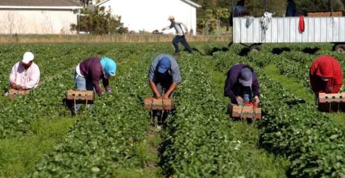 Braccianti agricoli
