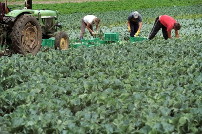 Agricoli