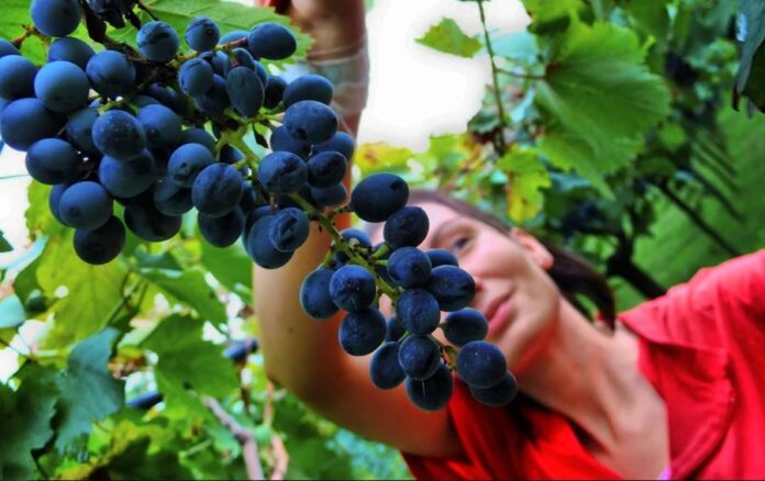 agricoli