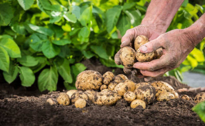 Braccianti agricoli