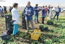 Agricoli controlli caporalato