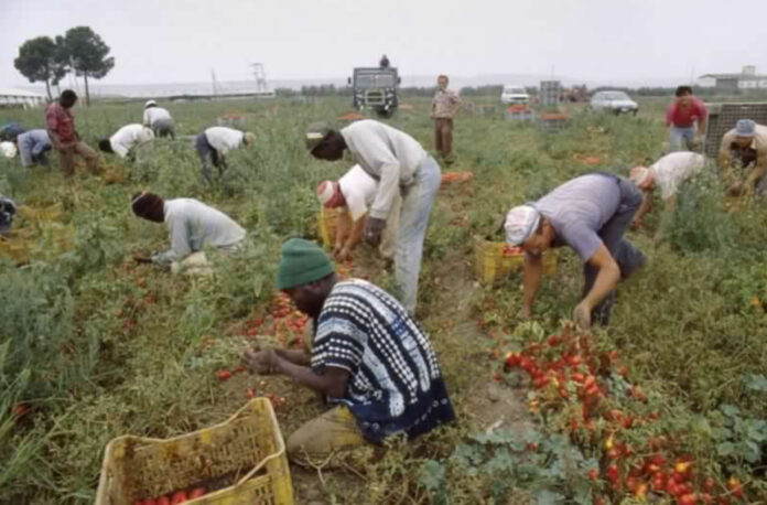 Braccianti agricoli
