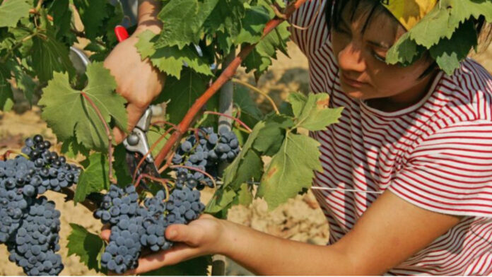 Braccianti agricoli