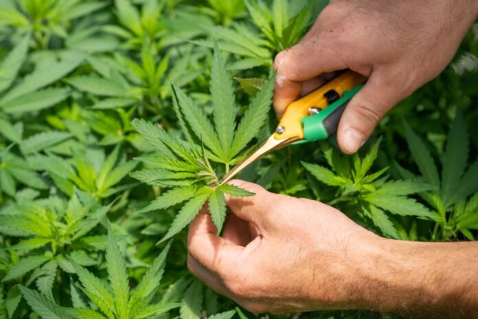 Cannabis