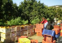 agricoli