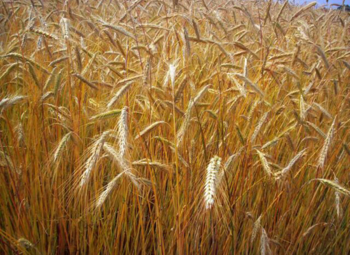 Grano agricoli