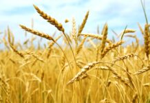 Agricoli, scadenza al 6 maggio per i contributi che non rientrano nel Bonus Agricoli