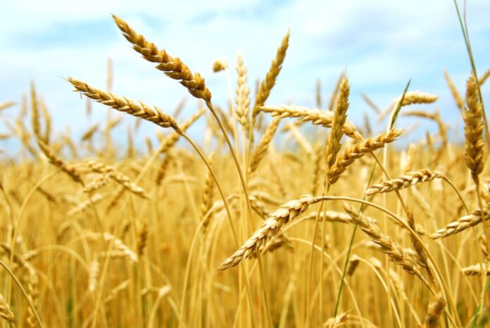 Agricoli