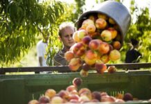 Disoccupazione Agricola 2022 non pagata, liquidazioni entro ottobre: 2 motivi dei ritardi agricoli