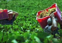 NASpI e DIS-COLL compatibili con voucher agricoli: la condizione agricoli