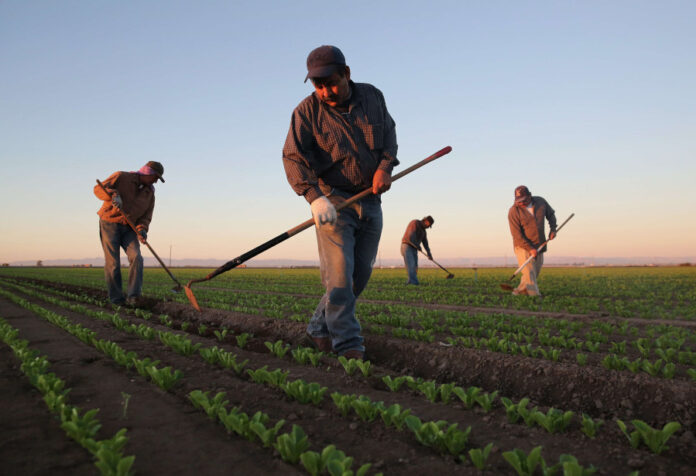 Braccianti agricoli