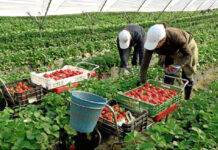 Perché i Contributi Agricoli Non Arrivano Mai ai Piccoli: Pagati Sempre agli Stessi (e i Numeri lo Dimostrano) Agricoli braccianti