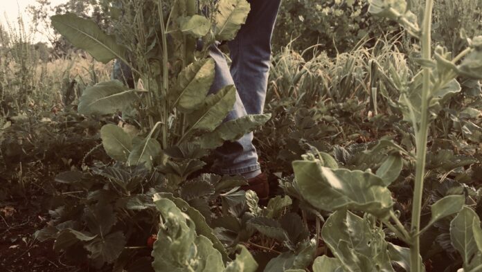 Agricoli Agricoli
