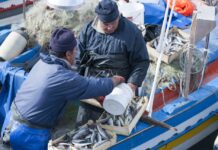 Pesca