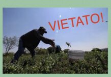 Agricoltura, prima Ordinanza divieto lavoro nelle ore più calde: ecco dove e orari