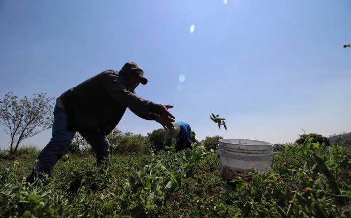 Agricoli