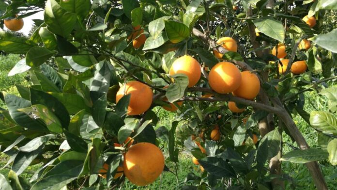 Agricoli