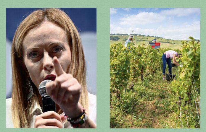 Meloni agricoli