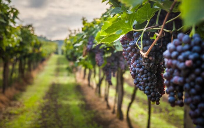 Agricoli
