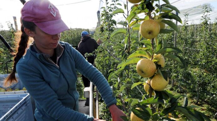 braccianti agricoli