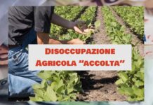 Agricola