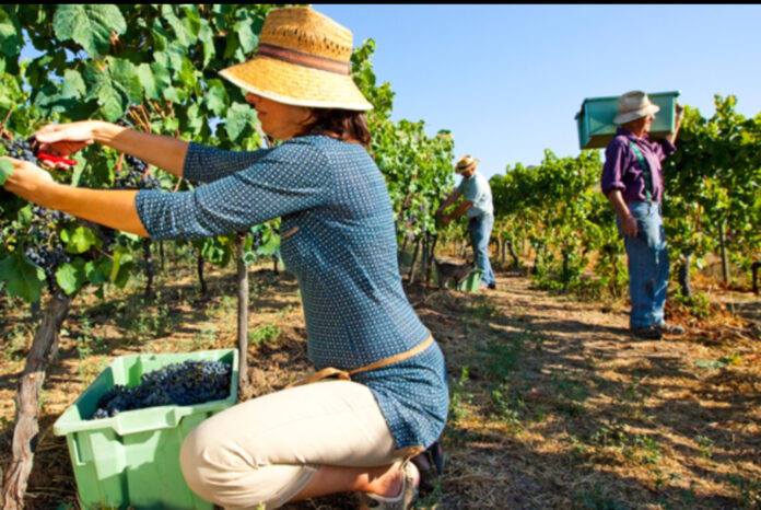 Agricoli